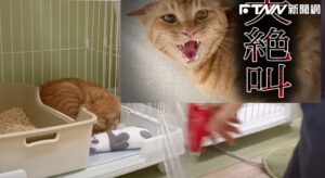 浪橘見人「高音砲全開」尖叫退治！被救2週成軟萌甜貓：屁屁也想被摸