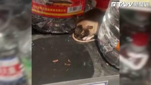影／通知家「鼠」！男逛超市發現白酒少半桶　老鼠疑似醉倒貨架上
