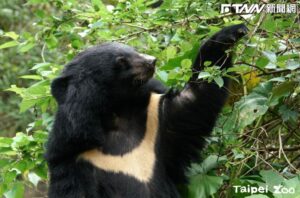 凍漲26年…北市動物園不忍了！門票確定漲價　台北市民享優惠